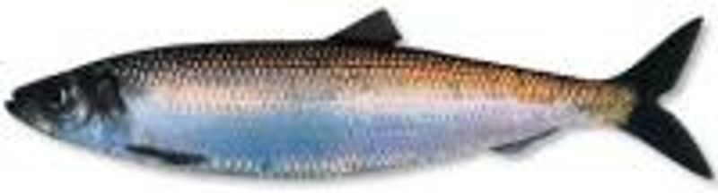 Herring net 25mm, 7,5m